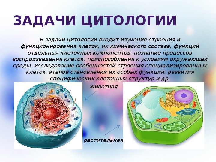 Презентация по биологии: Клетка- структурная единица. 10 класс.