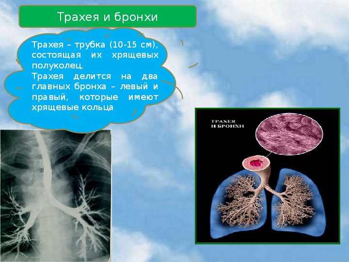 Презентация по биологии на тему: "Дыхание. Органы дыхания"