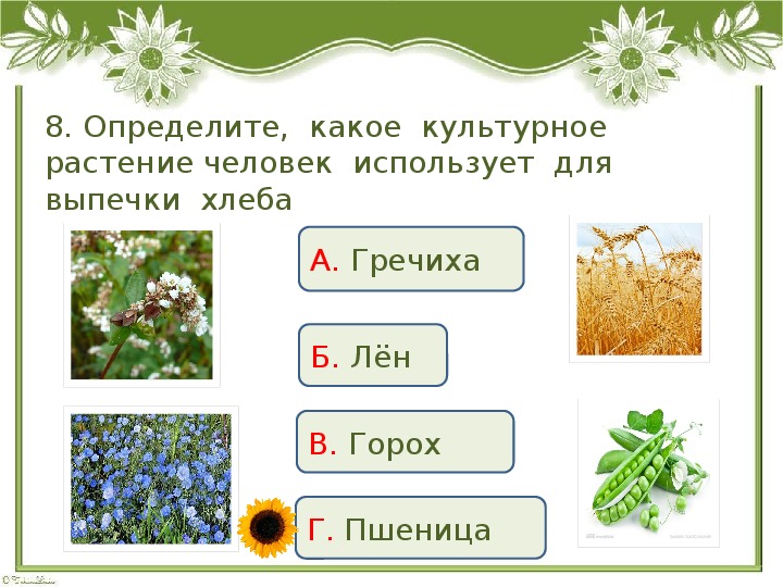 Окружающий мир дикорастущие