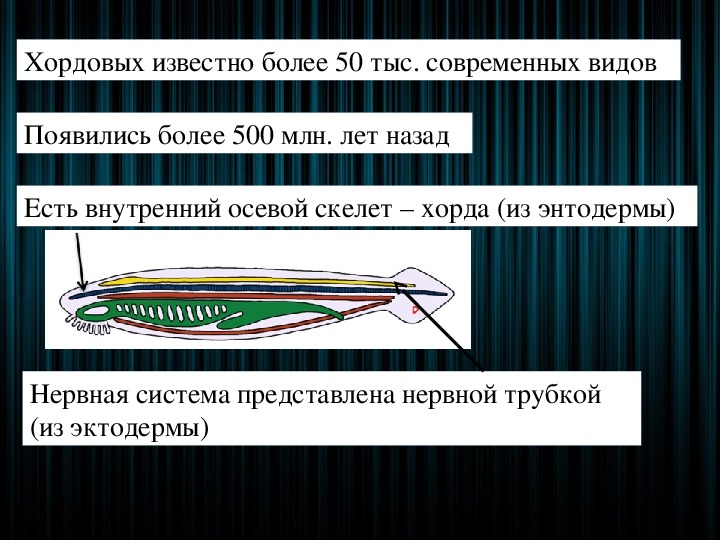 Тип хордовые подтип бесчерепные презентация 7 класс биология