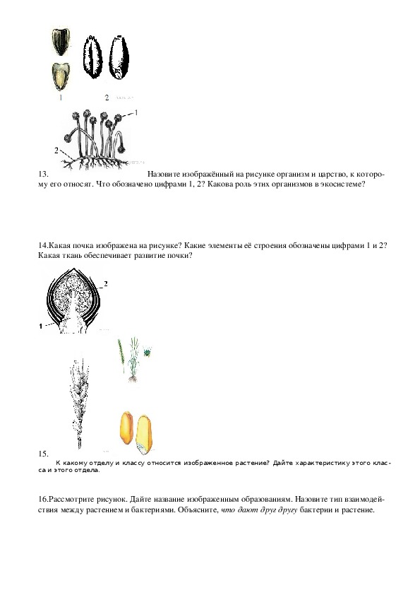 Назовите изображенный на рисунке организм. Назовите организм, изображённый на рисунке. Назовите изображенный на рисунке организм и царство. Какая почка изображена на рисунке какие элементы. 23 Задание ЕГЭ биология листок.