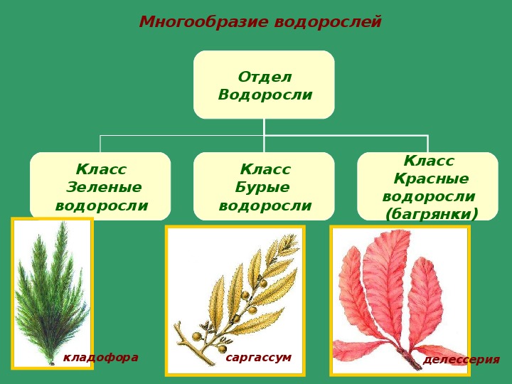 Тест водоросли 6 класс. Классы водорослей 6 класс биология. Разнообразие водорослей. Многообразие водорослей 6 класс биология. Схема разнообразия водорослей.