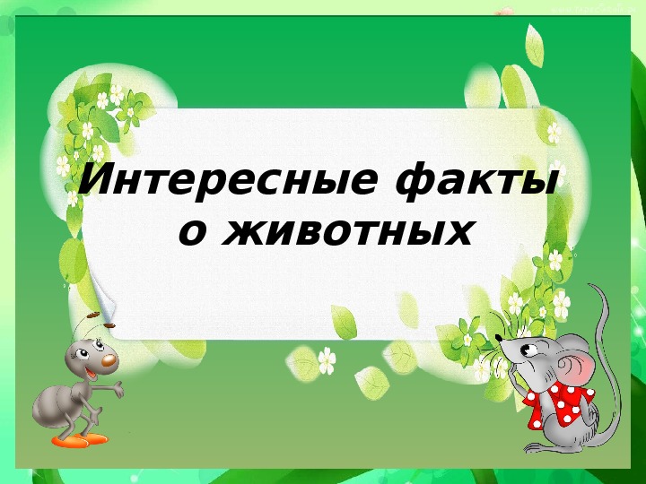 Обложка для материала Интересные факты о животных. 1 класс
