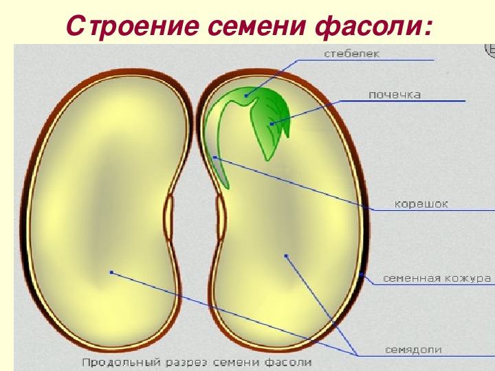 Почечка функции. Строение двудольного семени фасоли. Строение зародыша семени фасоли. Семя в разрезе семядоля. Строение зародышевого семени.