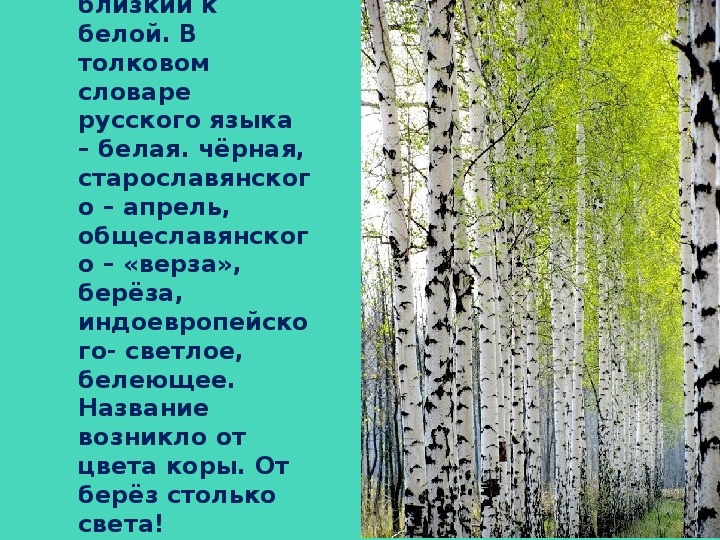 Презентация береза символ россии для начальной школы