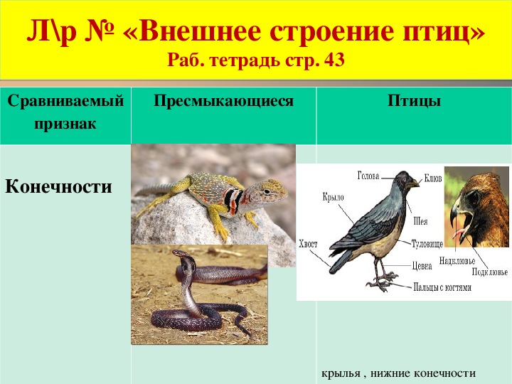 Презентация класс птицы внешнее строение 7 класс