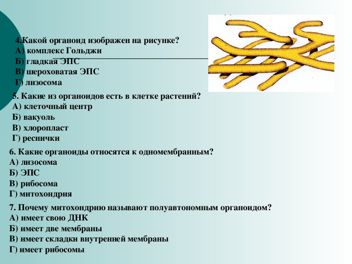 Какая структура клетки изображена на рисунке эндоплазматическая сеть