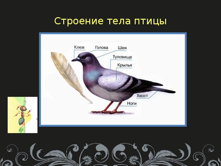 Птица такая игра. Части тела птицы. Строение тела птицы. Туловище птицы. Форма тела птиц.