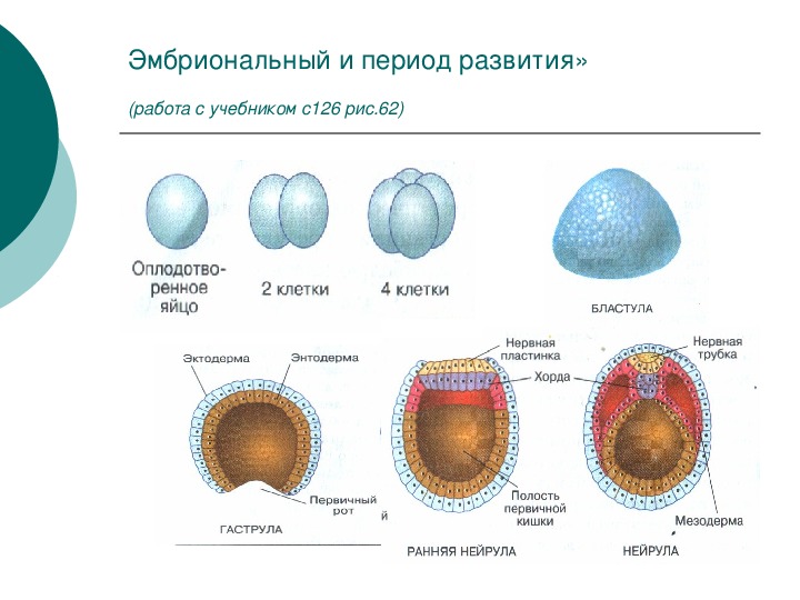 Онтогенез тест с ответами. Этапы эмбрионального развития биология 10 класс. Стадии развития зародыша в эмбриональном периоде. Эмбриональный период онтогенеза 11 класс. Эмбриональный период развития это период.
