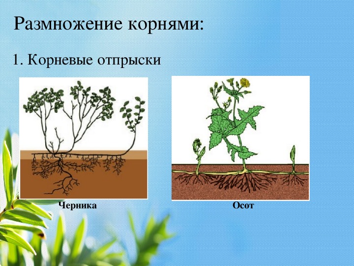 Какие отношения складываются между томатом и осотом. Вегетативное размножение корневыми отпрысками. Корневые отпрыски осот. Корневыми отпрысками размножаются. Размножение корневыми отпрысками это вегетативное размножение.