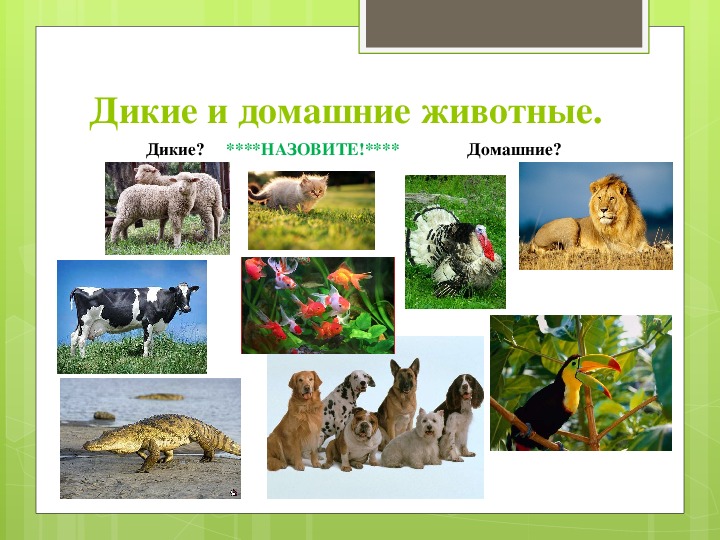 Проект про животных 1 класс по окружающему миру