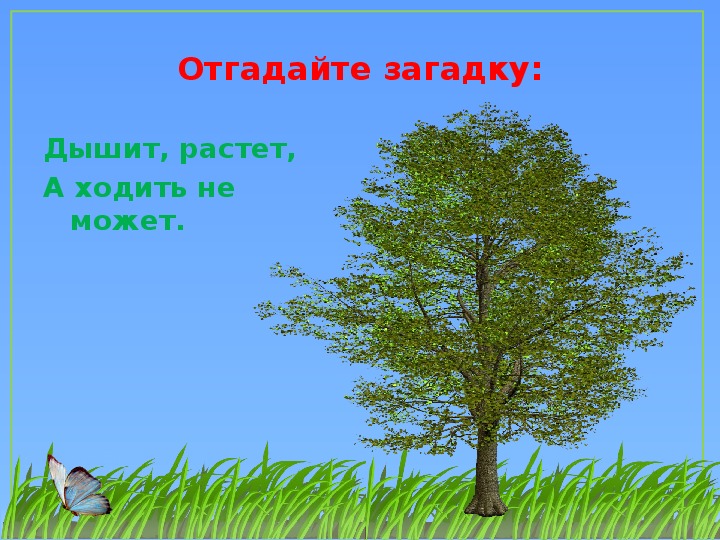 Загадки про окружающий мир. Загадки про растения 2 класс. Загадка про траву 2 класс. Загадки про растительность. Загадки про растения и деревья.