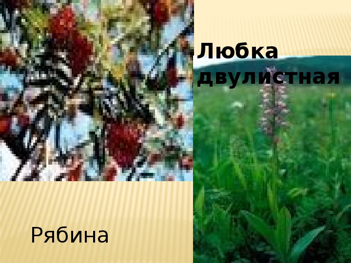 Презентация по теме "Растения Иркутской области"