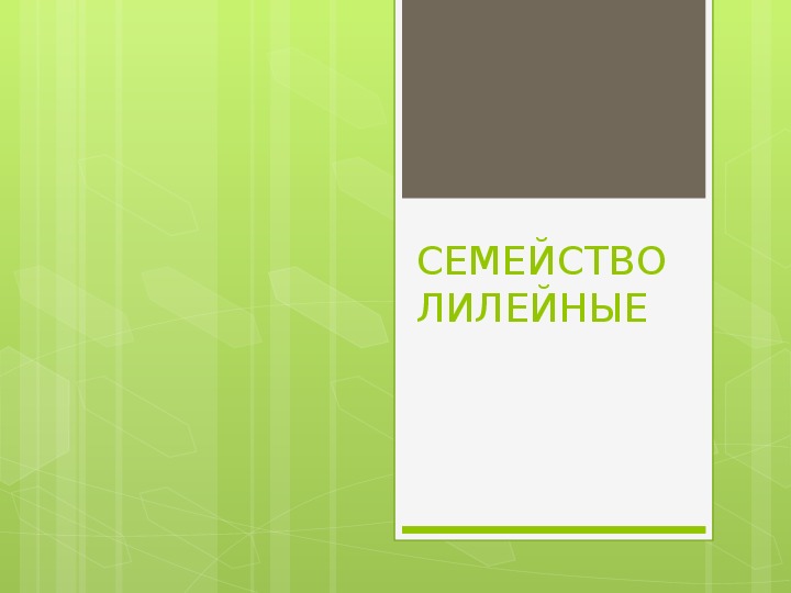 Презентация по биологии на тему "Семейство лилейные"