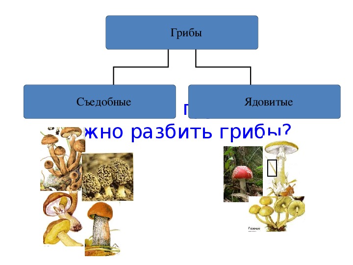 Грибы съедобные и несъедобные презентация 1 класс