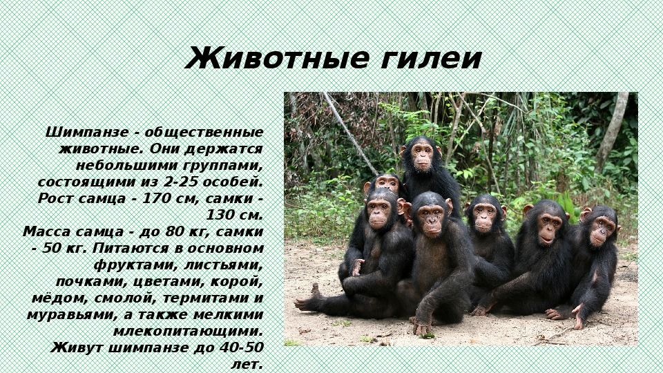 Где обитают шимпанзе. Презентация общественные животные. Животные гилеи. Шимпанзе самка рост. Шимпанзе рост самца.