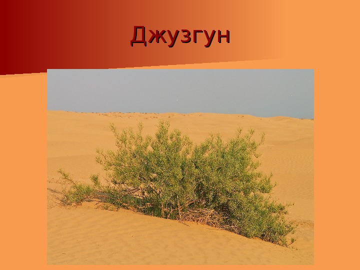 Растения пустыни 5 класс биология. Джузгун в пустыне. Саксаул джузгун эфедра. Джузгун Кандым. Джузгун растение.