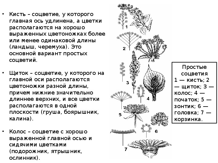 Тест цветок соцветие 6 класс биология