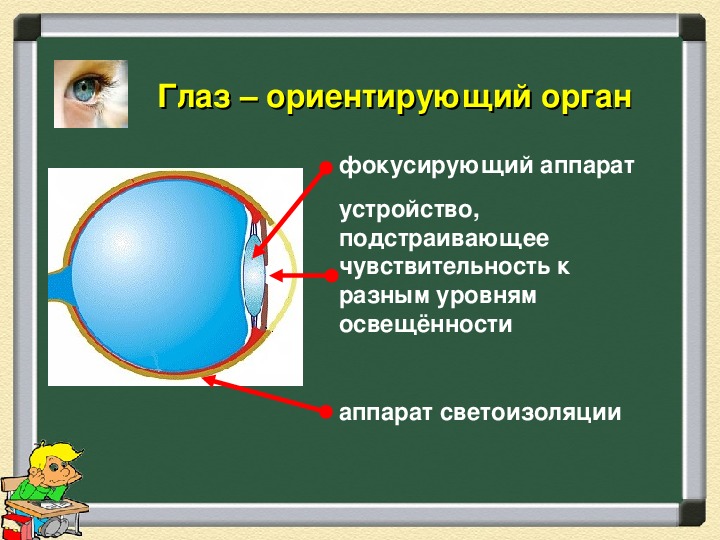 Презентация глаз как оптическая система 9 класс