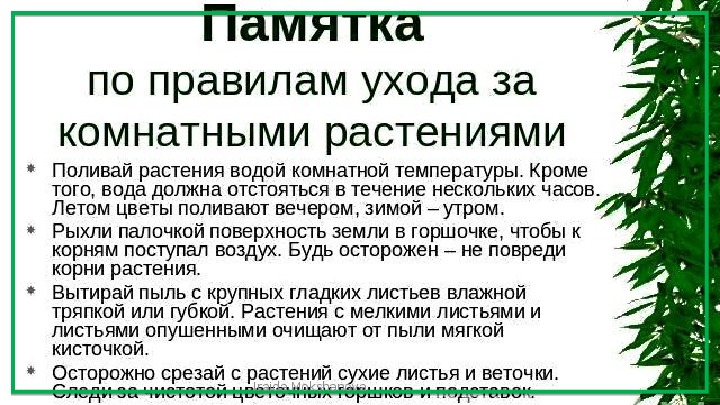 Инструкция по уходу за комнатными растениями Фото 0