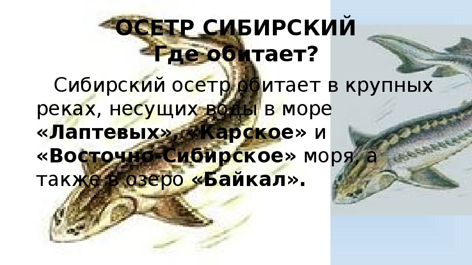 Презентация Исчезающие таксон России