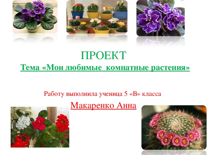 Презентация проекта по биологии учащейся 5 класса "Мои любимые комнатные растения"