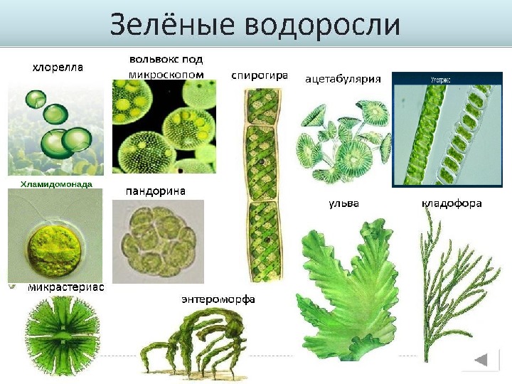 5 значений водорослей. Зелёные водоросли таблица. Зеленые водоросли 5 класс биология. Функции зеленых водорослей. Многообразие водорослей зелёных6 класс биология.