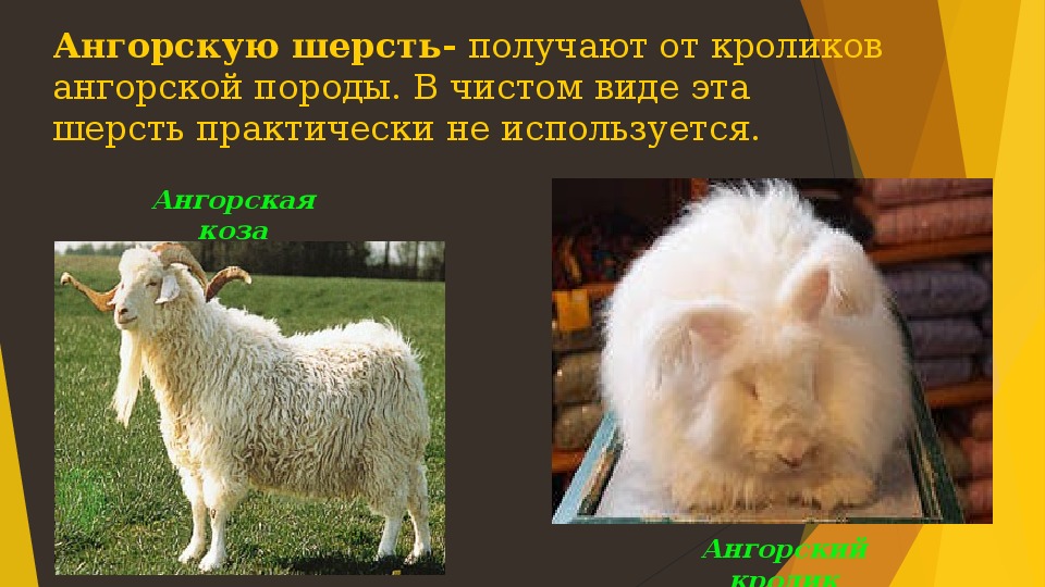 Что человек получает от кролика. Ангорская шерсть. Ангорский кролик сообщение. Животные от которых получают шерсть. Ангорская коза.