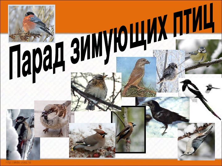 Зимующие Птицы Алтайского Края Фото И Названия