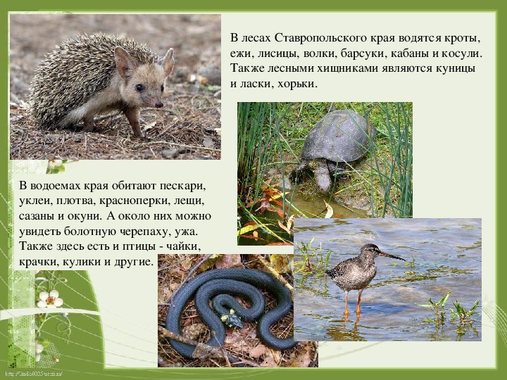 Презентация к уроку окружающего мира "Природа Ставропольского края"
