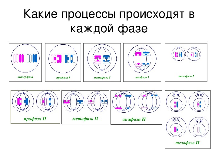 Презентация по теме мейоз 10 класс