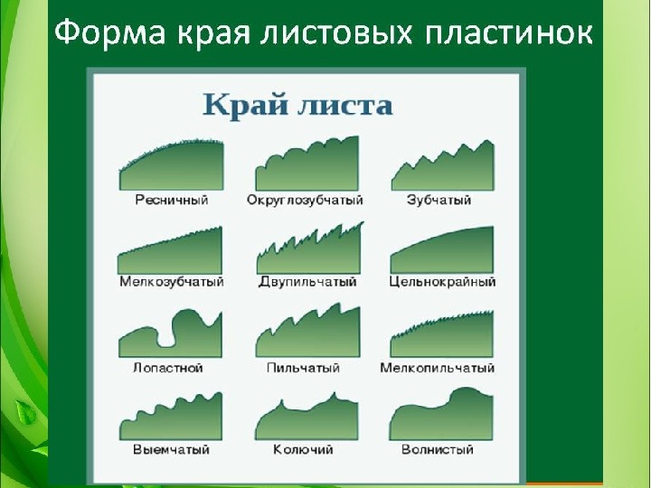 Край листа. Форма листовой пластинки липы. Форма края листовой пластинки. Характеристика края листовой пластинки. Биология 6 класс форма края листовых пластинок.