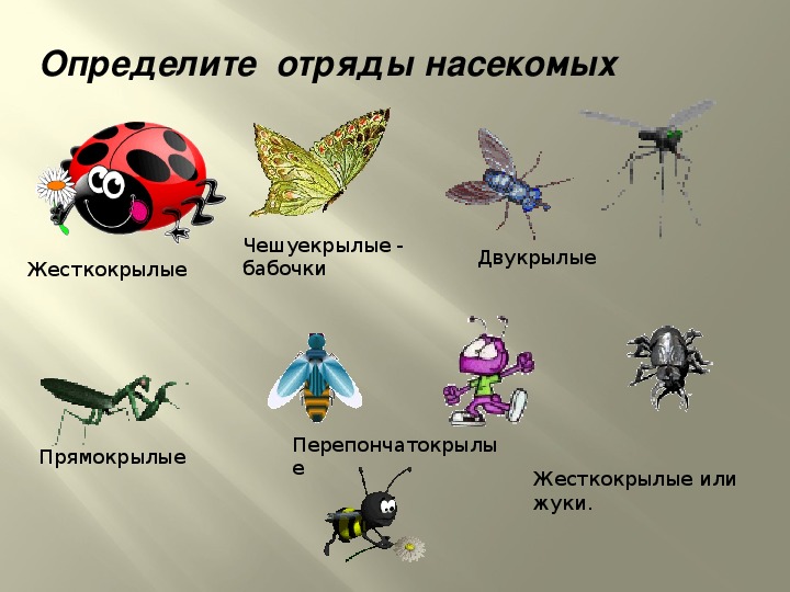 Тля относится к насекомым. Отряды насекомых. Примокрылые и двух крылые насекомые.