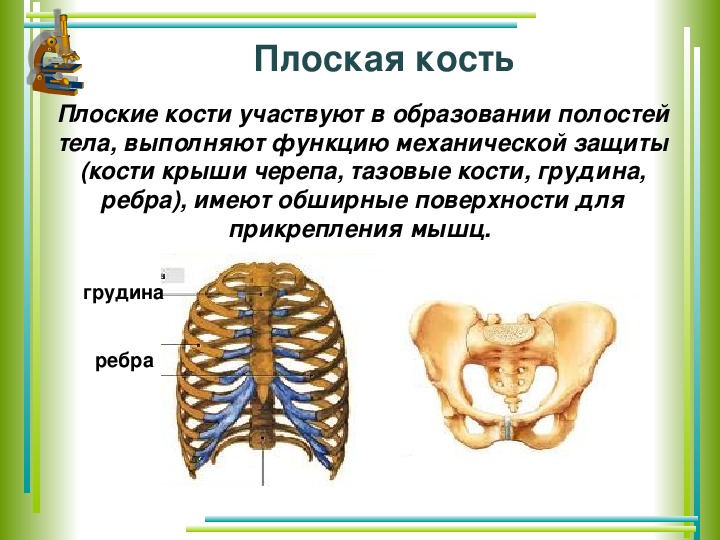 Плоские кости скелета человека. Плоские кости. Строение плотской кости. Схема плоской кости. Плоские кости состоят.