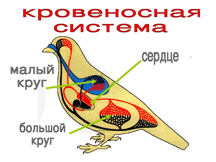 Внутреннее строение птиц 7 класс биология презентация