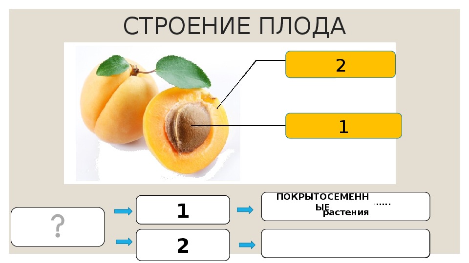 Строение плода картинка