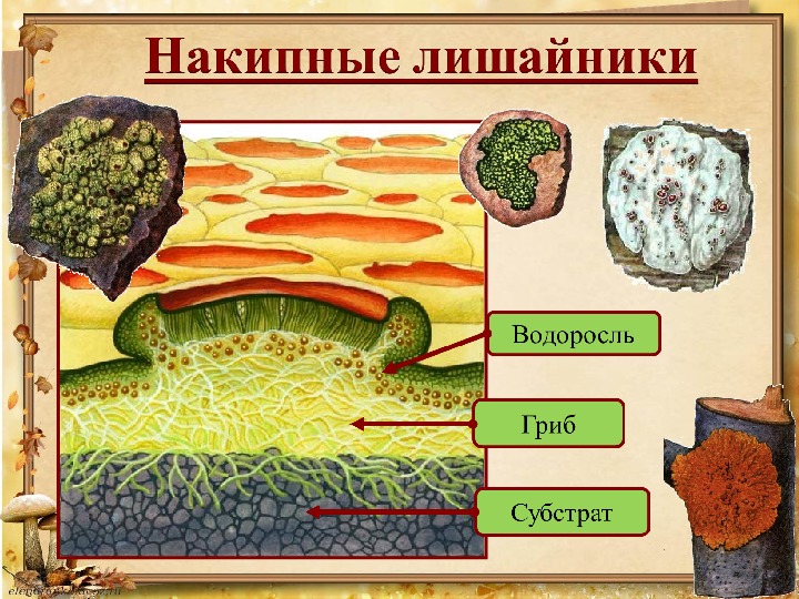 Лишайники рисунок биология