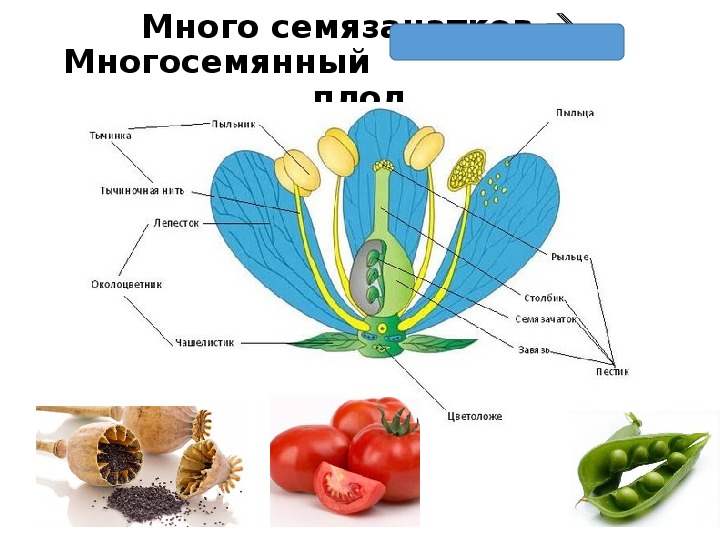 Биология 6 класс информация. Семязачатки это в биологии 6 класс. Цветы и плоды. Семязачаток это термин биология 6 класс. Много семязачатков.