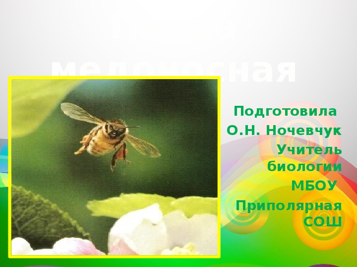 Презентация к уроку биологии в 7 классе "Пчела медоносная"