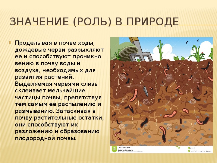 Животные поверхности почвы. Доклад о дождевых червях. Презентация про червей дождевых. Презентация на тему дождевой червь для детей.