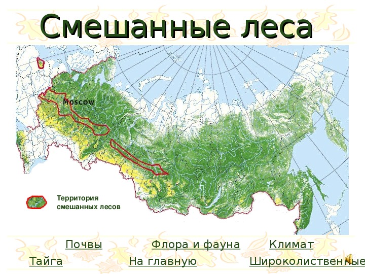 На каких территориях расположена тайга. Хвойные смешанные и широколиственные леса на карте России. Где находятся широколиственные леса в России на карте. Смешанные леса географическое положение на карте. Зона смешанных и широколиственных лесов на карте России.