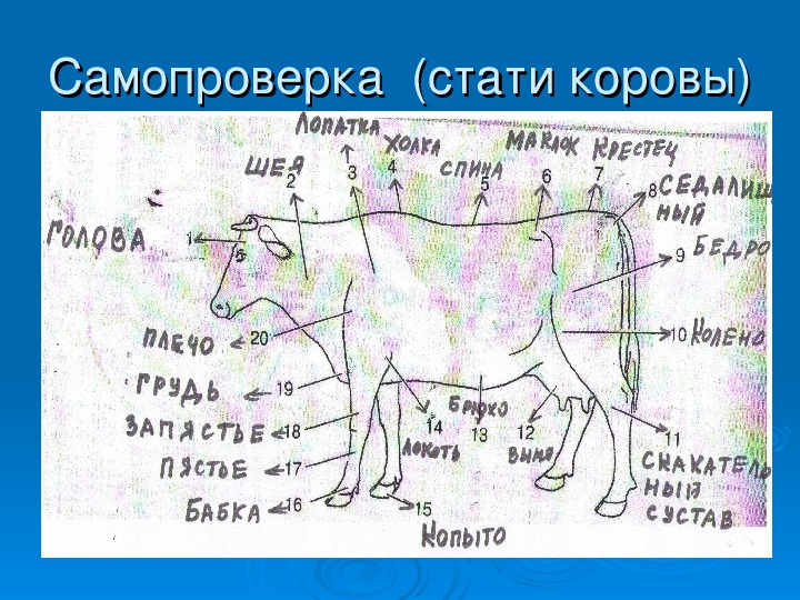 Стати молочной коровы рисунок