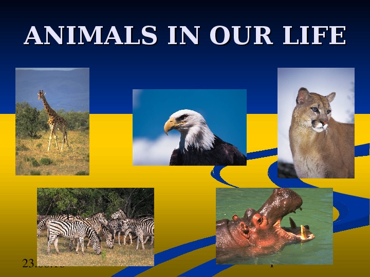 Презентация по английскому языку "Animals"