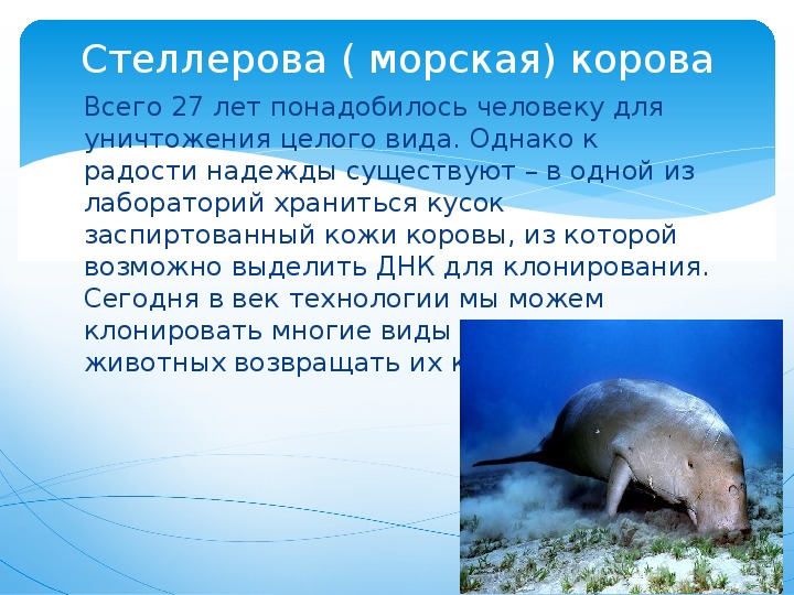 Презентация морская корова