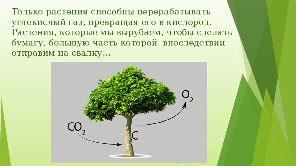 Зеленые растения днем поглощают кислород. Деревья поглощают углекислый ГАЗ. Деревья выделяют кислород. Углекислый ГАЗ для растений. Деревья которые выделяют углекислый ГАЗ.