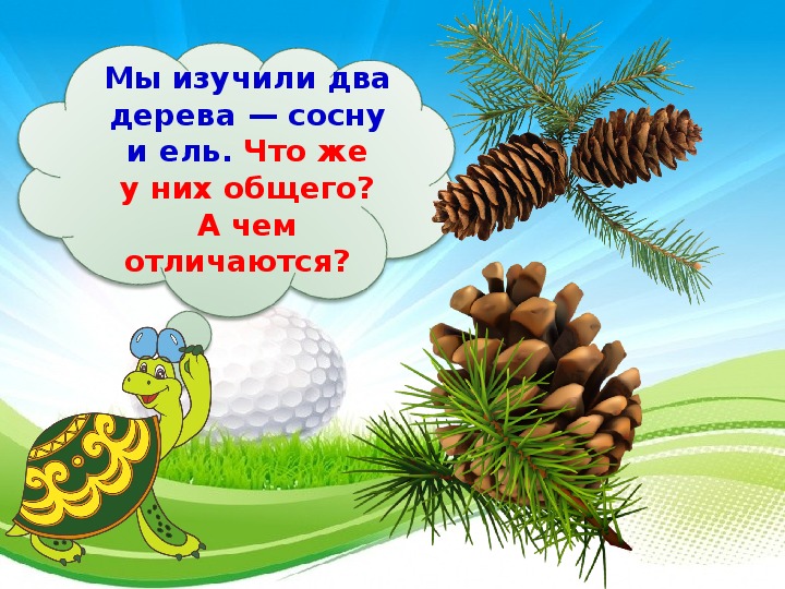 Что такое хвоинки 1 класс. Что такое хвоинки? Видео. Что такое хвоинки 1 класс окружающий мир презентация. Презентация окружающего мира в 1 классе по теме что такое хвоинки?. Презентация на тему что такое хвоинки 1 класс окружающий мир.