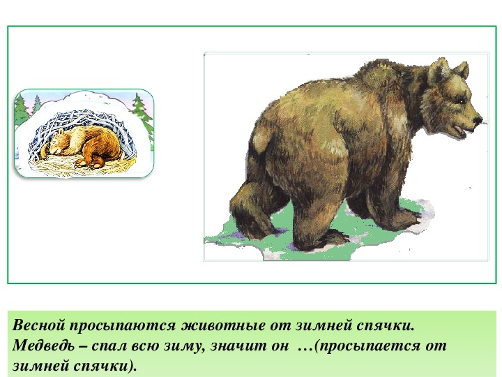 Картинка медведь просыпается весной для детей