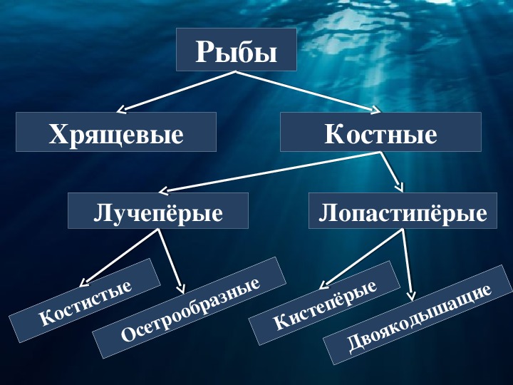 Классификация рыб класс. Схема основные систематические группы рыб по биологии 7 класс.