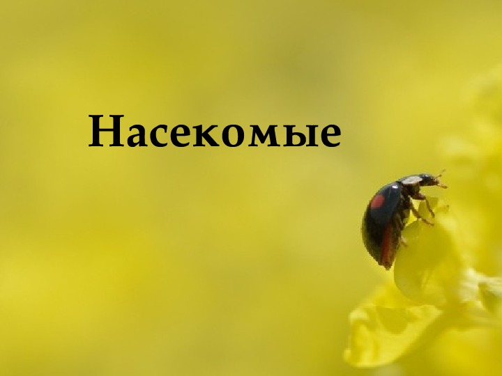 Презентация по биологии "Насекомые" (7 класс)