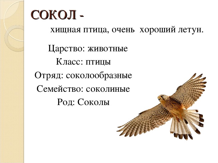 Семья сокола. Доклад о Соколе 3 класс. Сокол описание. Стих про Сокола. Сокол птица описание.